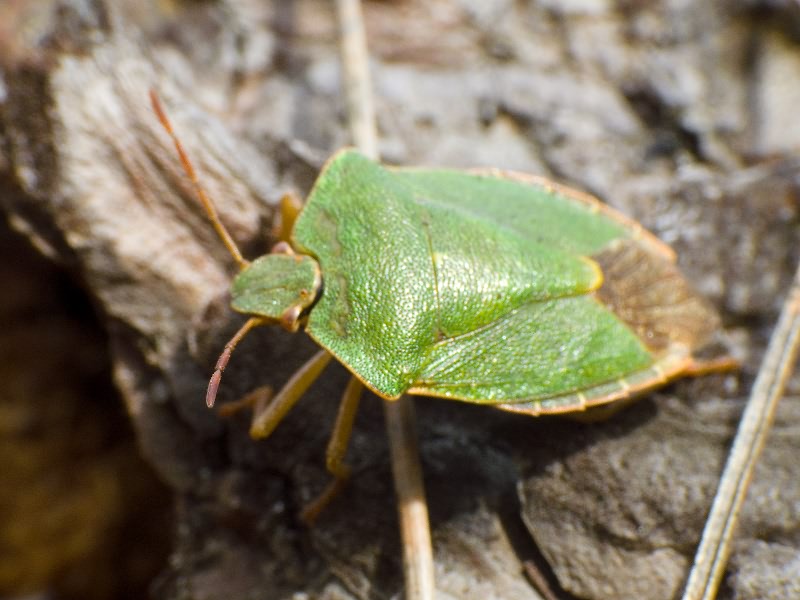 Palomena prasina (Linnaeus, 1761)